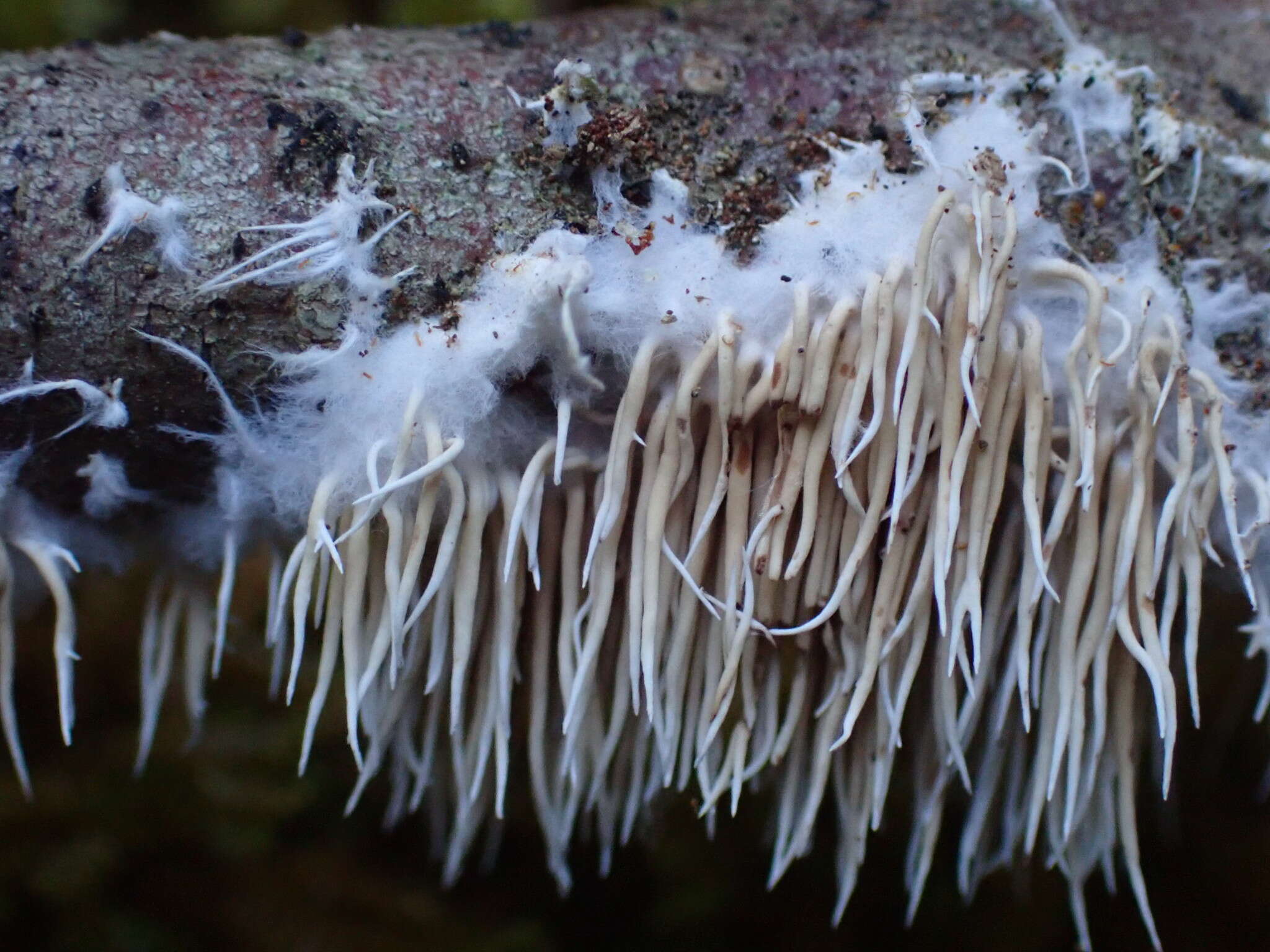 Hydnocristella himantia (Schwein.) R. H. Petersen 1971 resmi