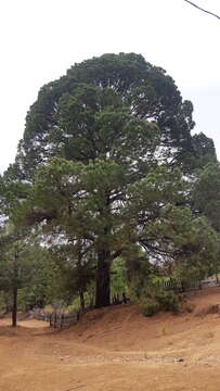 Image of Herrera's Pine