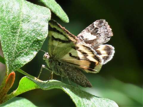 Image of <i>Drasteria hudsonica</i>