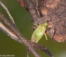 Image of Lygocoris