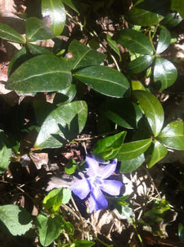 Image of Common Periwinkle