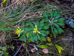 Image of Caputia oribiensis (van Jaarsv.) J. C. Manning