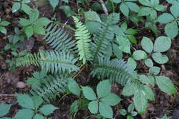 Plancia ëd Polystichum acrostichoides (Michx.) Schott