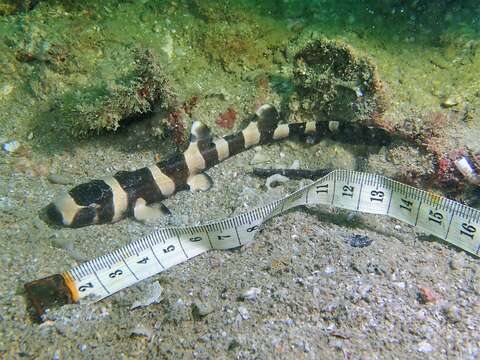 Image of Brownbanded Bamboo Shark