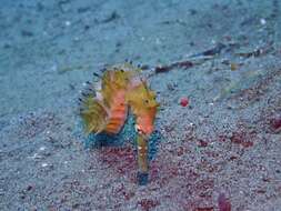Image of Spiny Seahorse