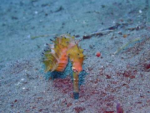 Image of Spiny Seahorse