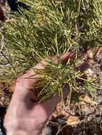 Image of Eremophila oppositifolia R. Br.