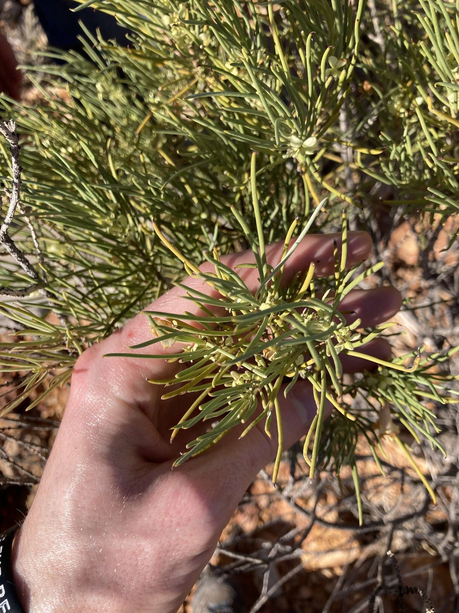 صورة Eremophila oppositifolia R. Br.