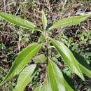 صورة Leitneria pilosa subsp. pilosa