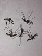 Culex quinquefasciatus Say 1823 resmi