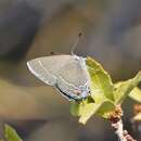 Image of Satyrium polingi organensis