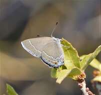 صورة Satyrium polingi organensis