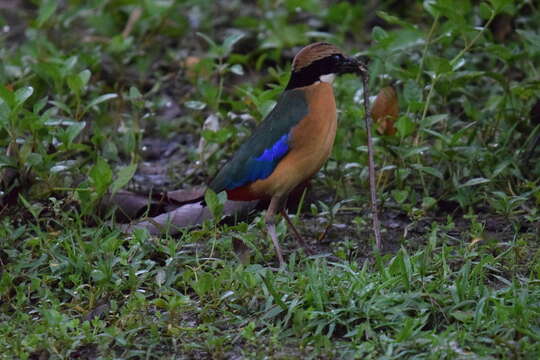 Image of Mangrove Pitta