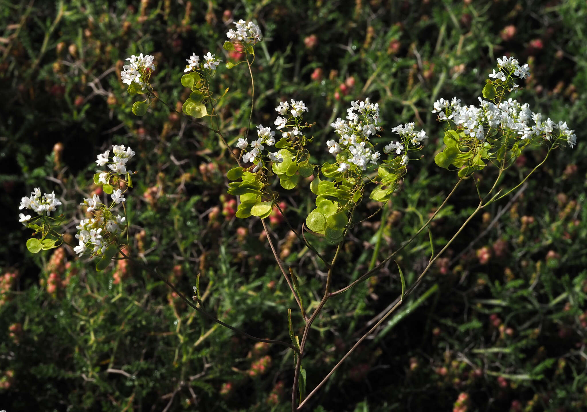 Imagem de Peltaria angustifolia DC.