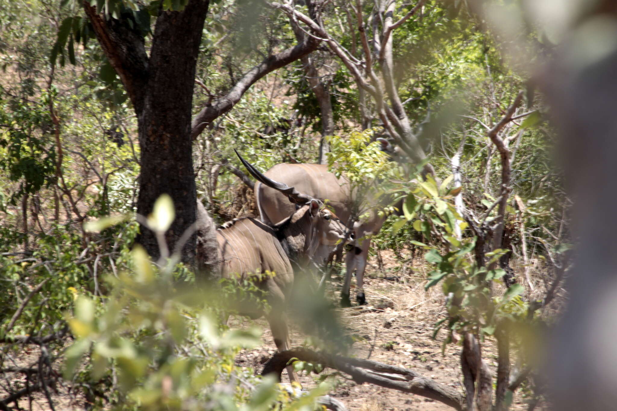 Image of giant eland