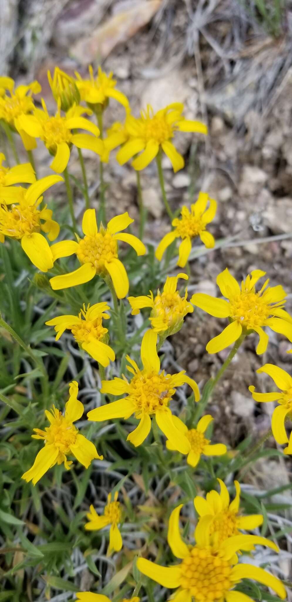 Image of stemless mock goldenweed