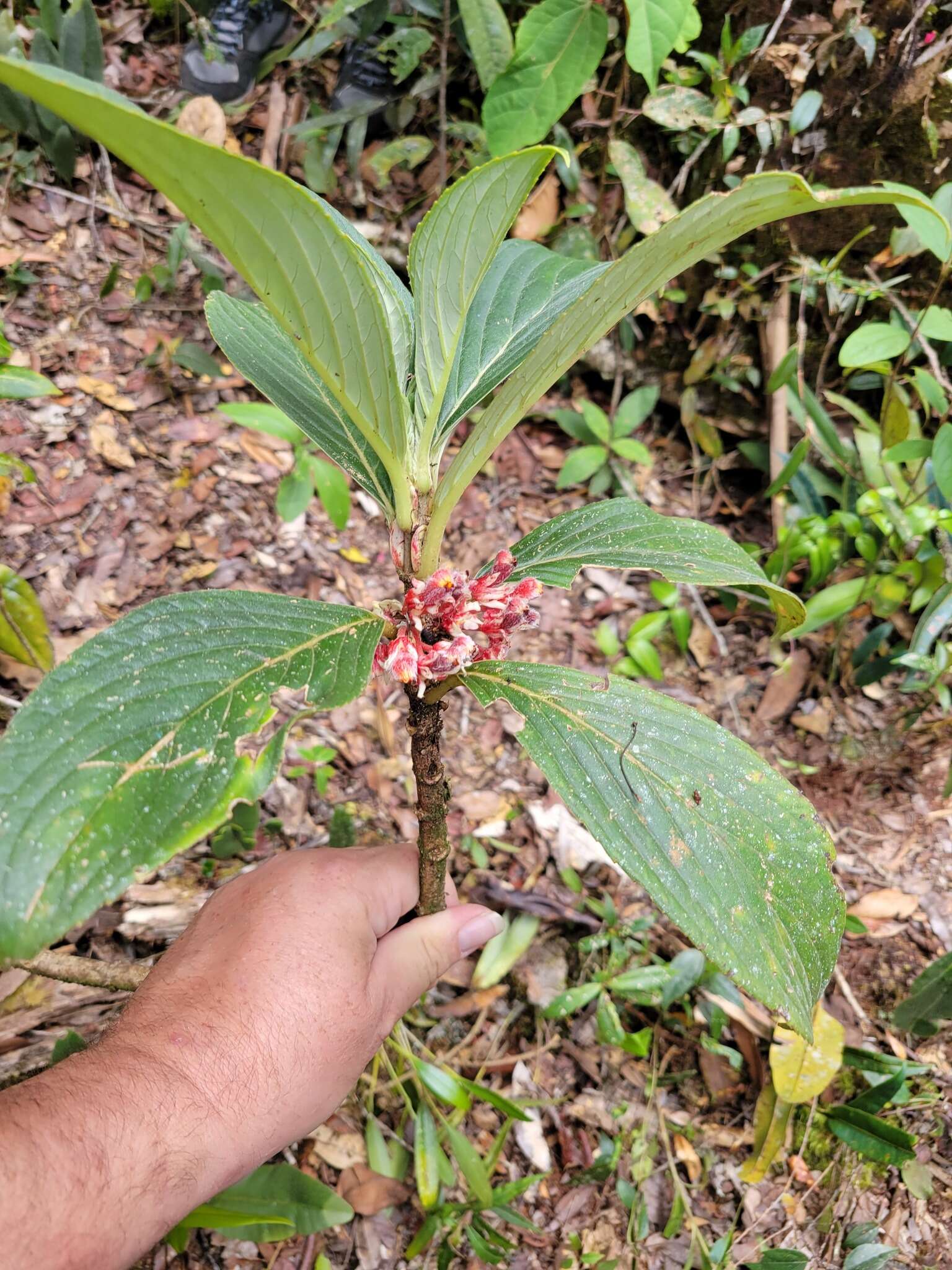 Image of Glossoloma ichthyoderma (Hanst.) J. L. Clark