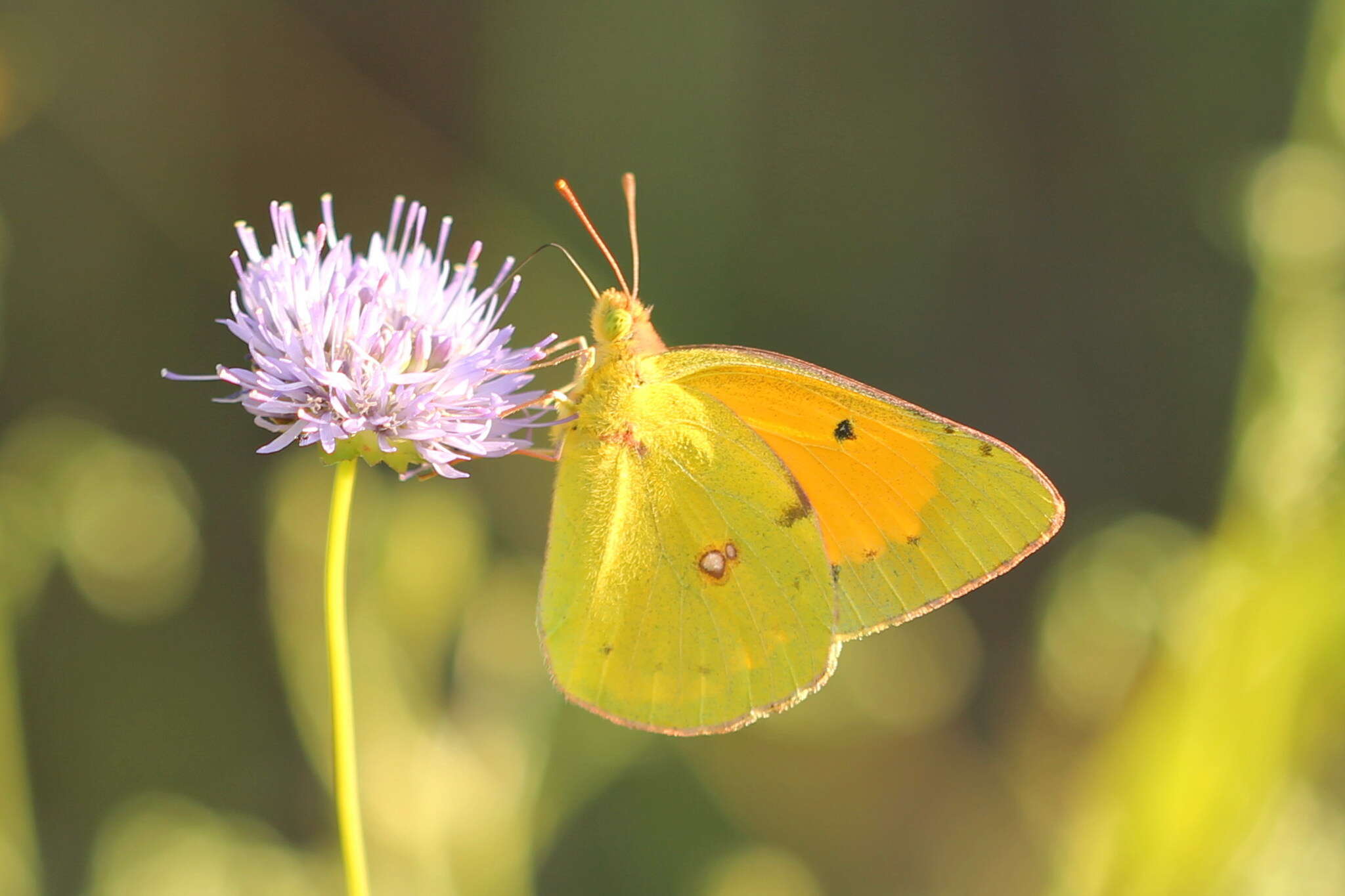 Image of Colias myrmidone (Esper 1781)