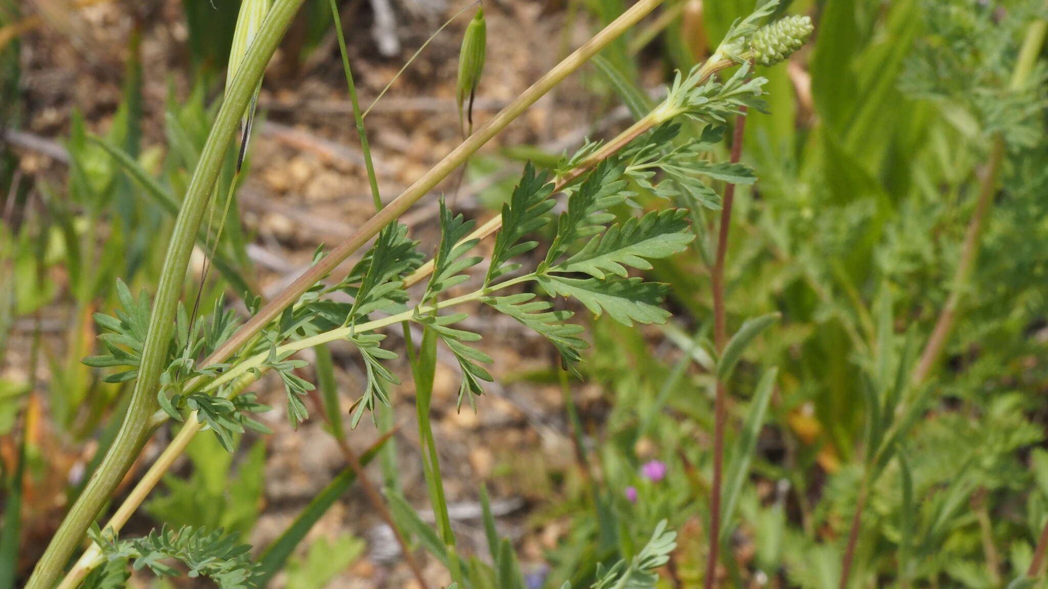 Image of Poteridium occidentale (Nutt. ex Torr. & Gray) Rydb.