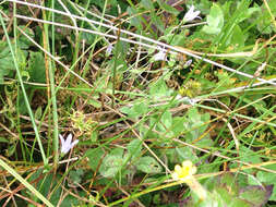 Campanula californica (Kellogg) A. Heller resmi