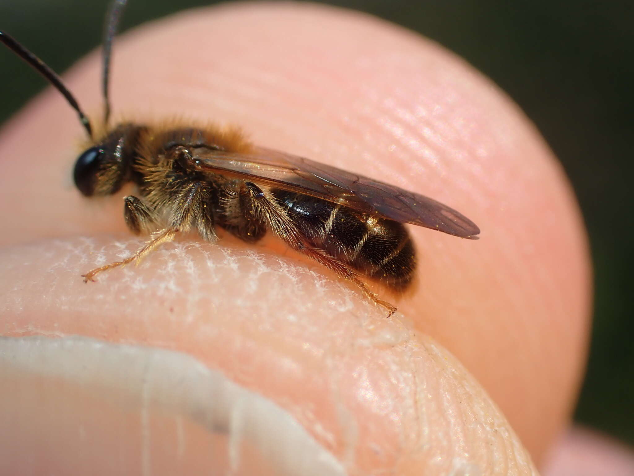 Image de Andrena chrysosceles (Kirby 1802)