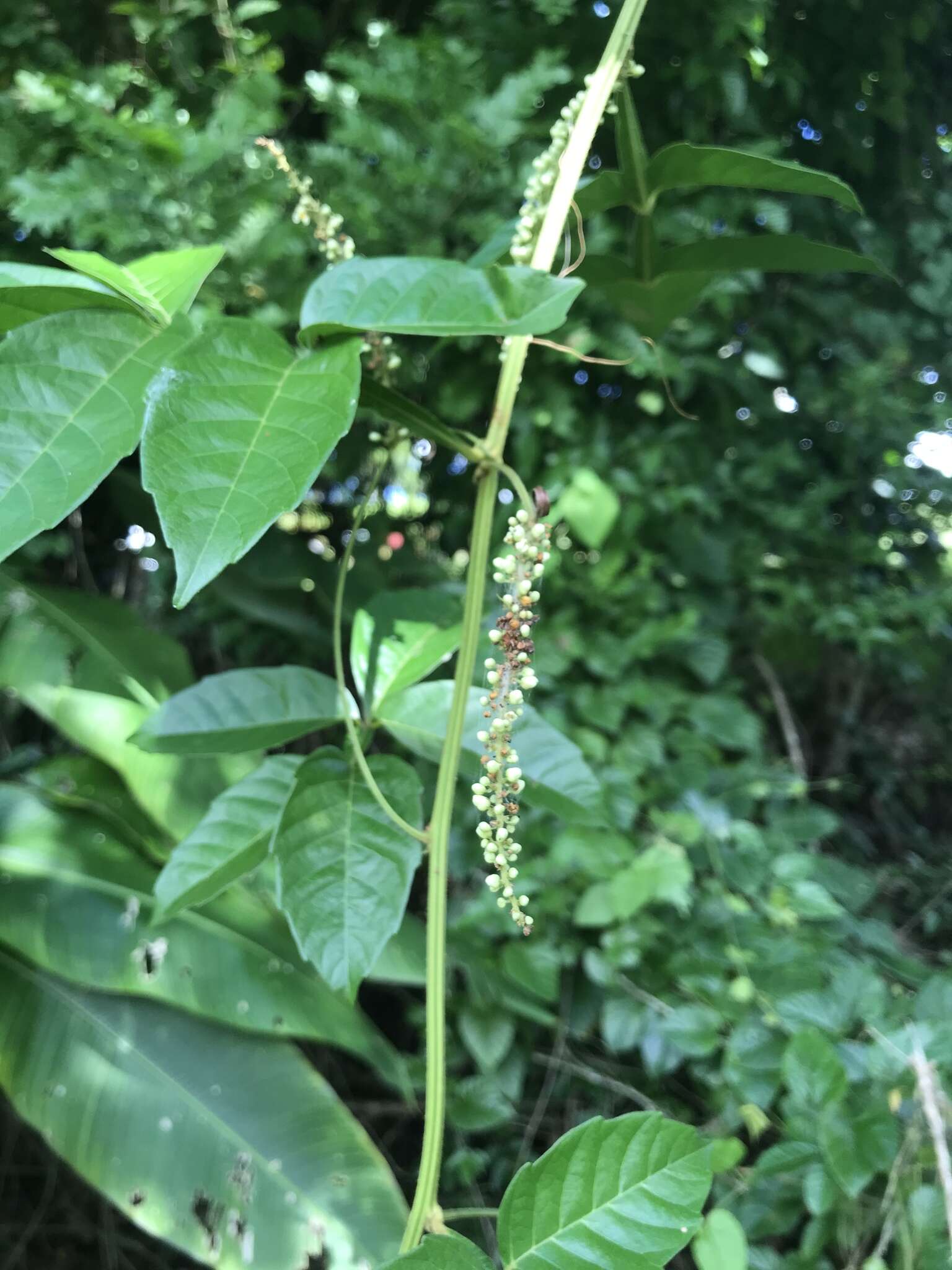 Слика од Paullinia pinnata L.