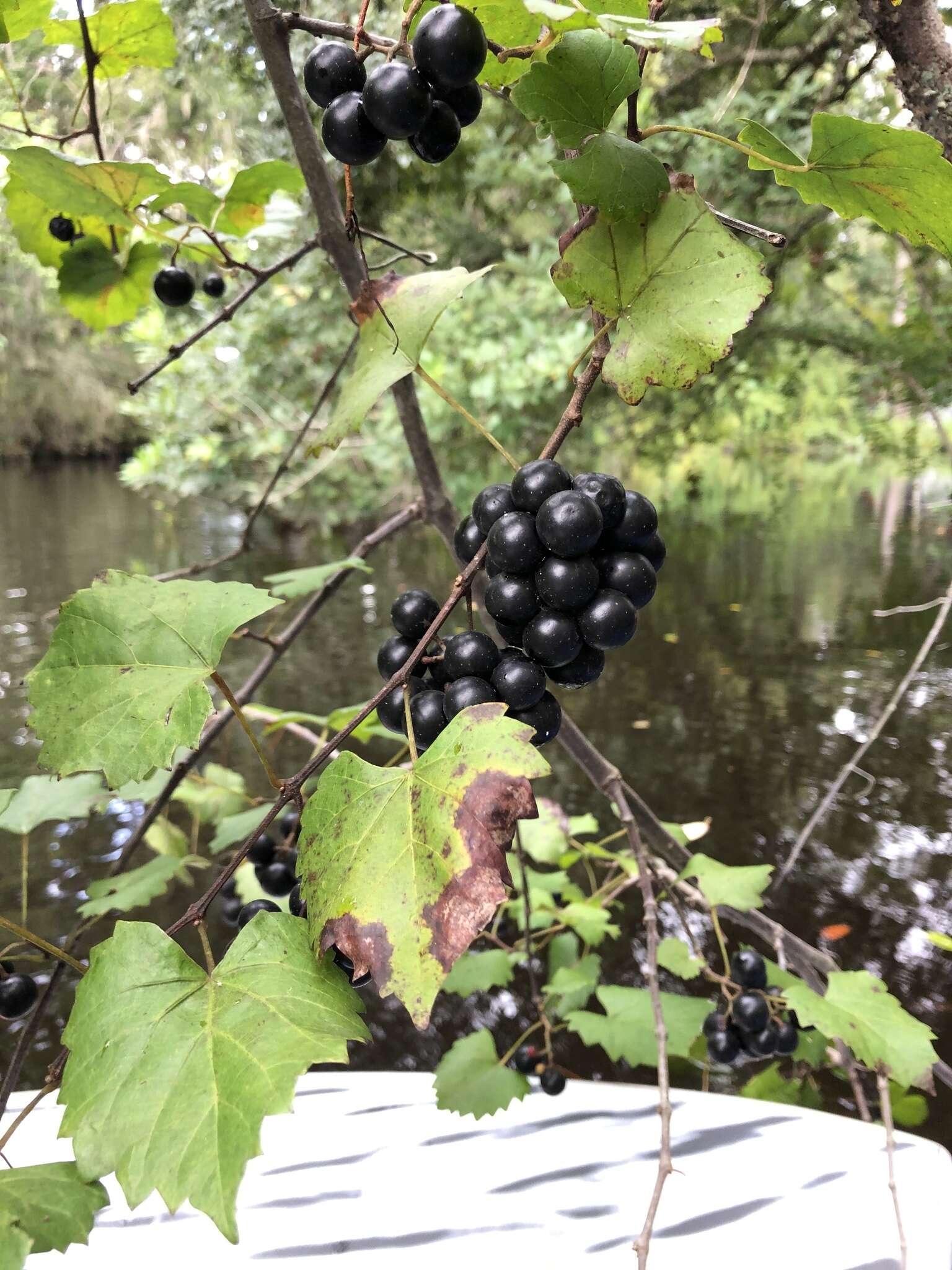 صورة Vitis rotundifolia var. munsoniana (Simpson ex Munson) M. O. Moore