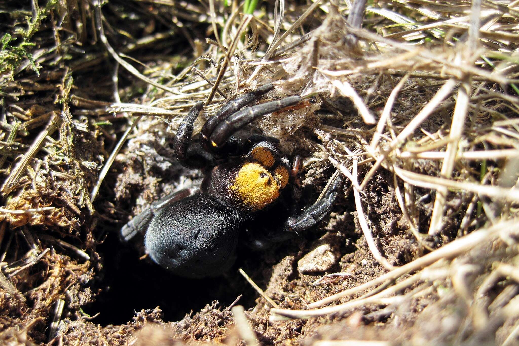 Image of Eresus moravicus Řezáč 2008