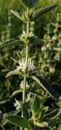 Image of horehound