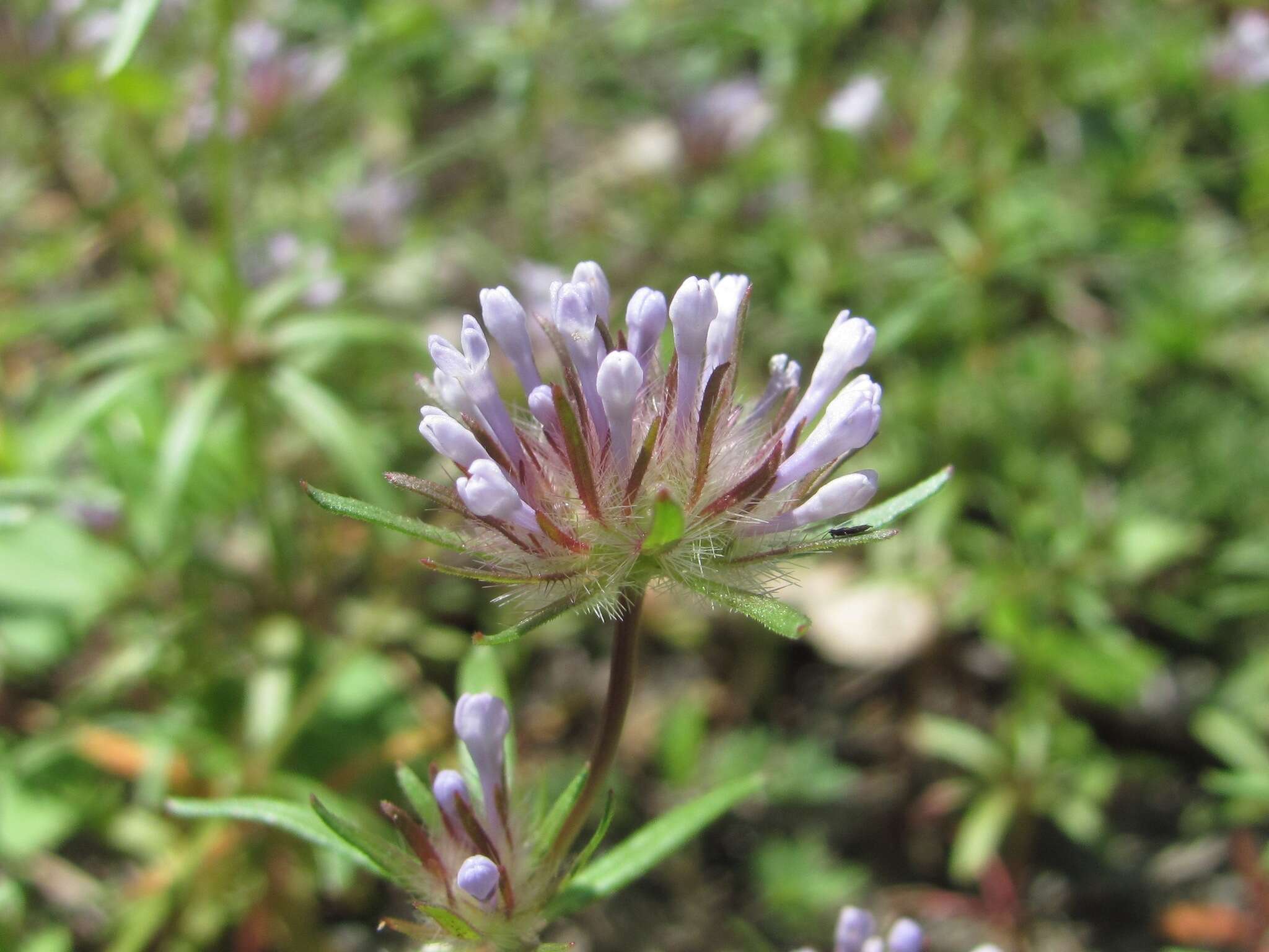 Image de Asperula arvensis L.