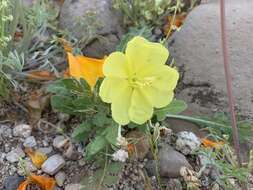 Imagem de Oenothera primiveris subsp. primiveris