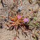 Calandrinia ptychosperma F. Müll. resmi