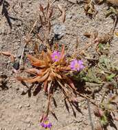 Слика од Calandrinia ptychosperma F. Müll.