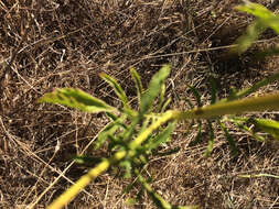 Image of Sixalix atropurpurea (L.) W. Greuter & Burdet