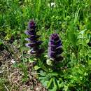 Image of Ajuga pyramidalis subsp. pyramidalis