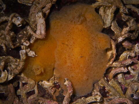 Image of grey sea slug