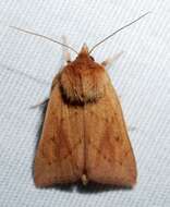 Image of V-lined Quaker Moth