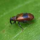 Image of European Elm Flea Weevil