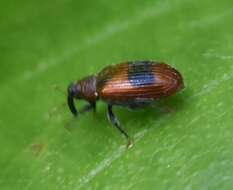 Image of European Elm Flea Weevil