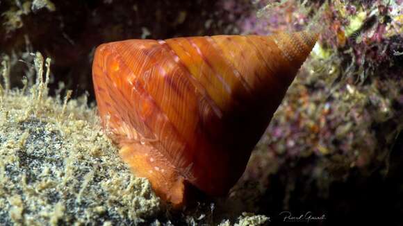 Image of Calliostoma conulus (Linnaeus 1758)