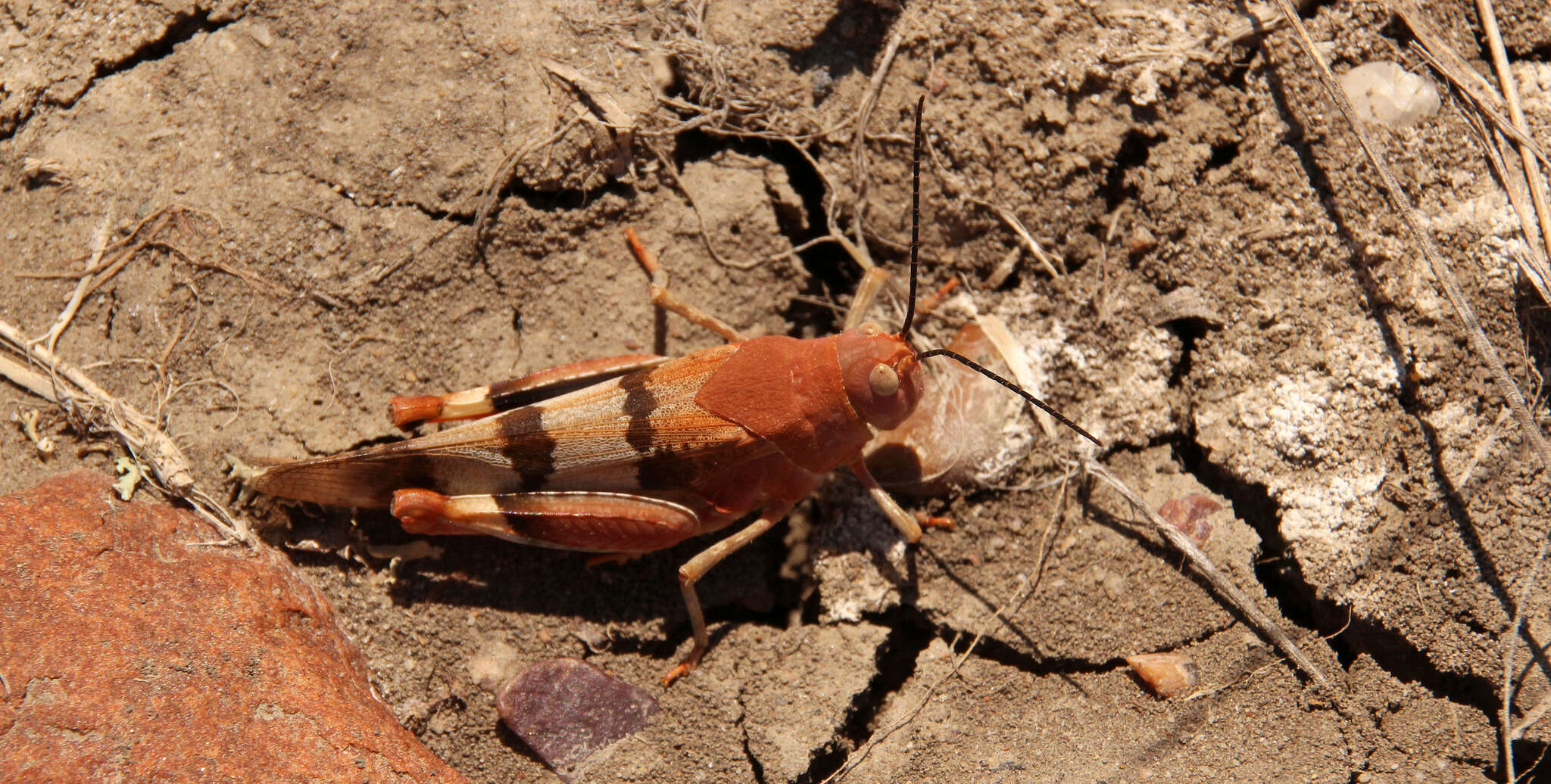 Image of Three-banded Grasshopper