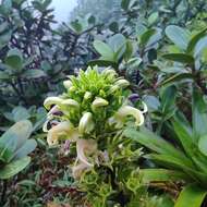 Sivun Lobelia stricta Sw. kuva