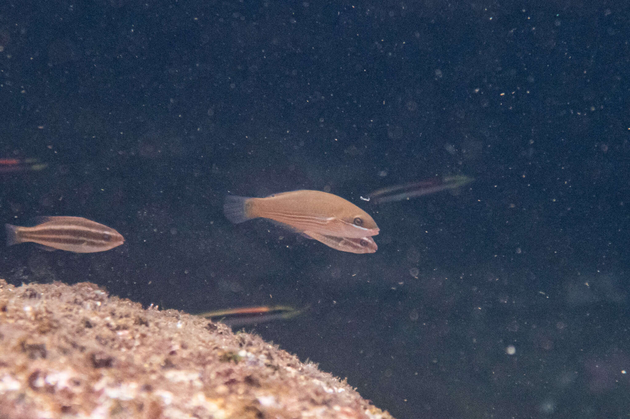 Image of Stripebelly wrasse