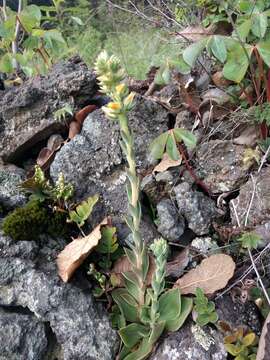 Image of Echeveria paniculata A. Gray