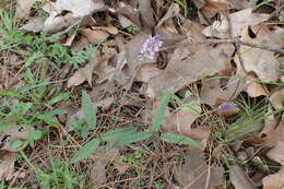 Image of Sampson's-Snakeroot