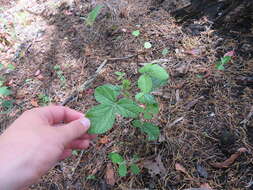 Слика од Rhynchosia tomentosa (L.) Hook. & Arn.