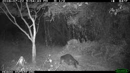 Image of California Raccoon