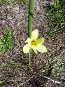 Image of One-leaf Cape tulip