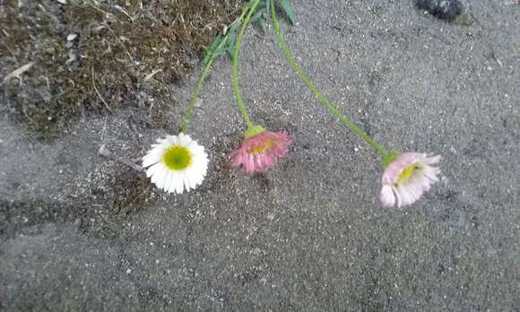 Image of Latin American Fleabane