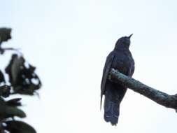 Image of Black Cuckoo